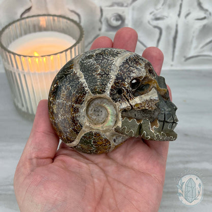 Polished Fossil Cleoniceras Ammonite Skull Carving Fossil