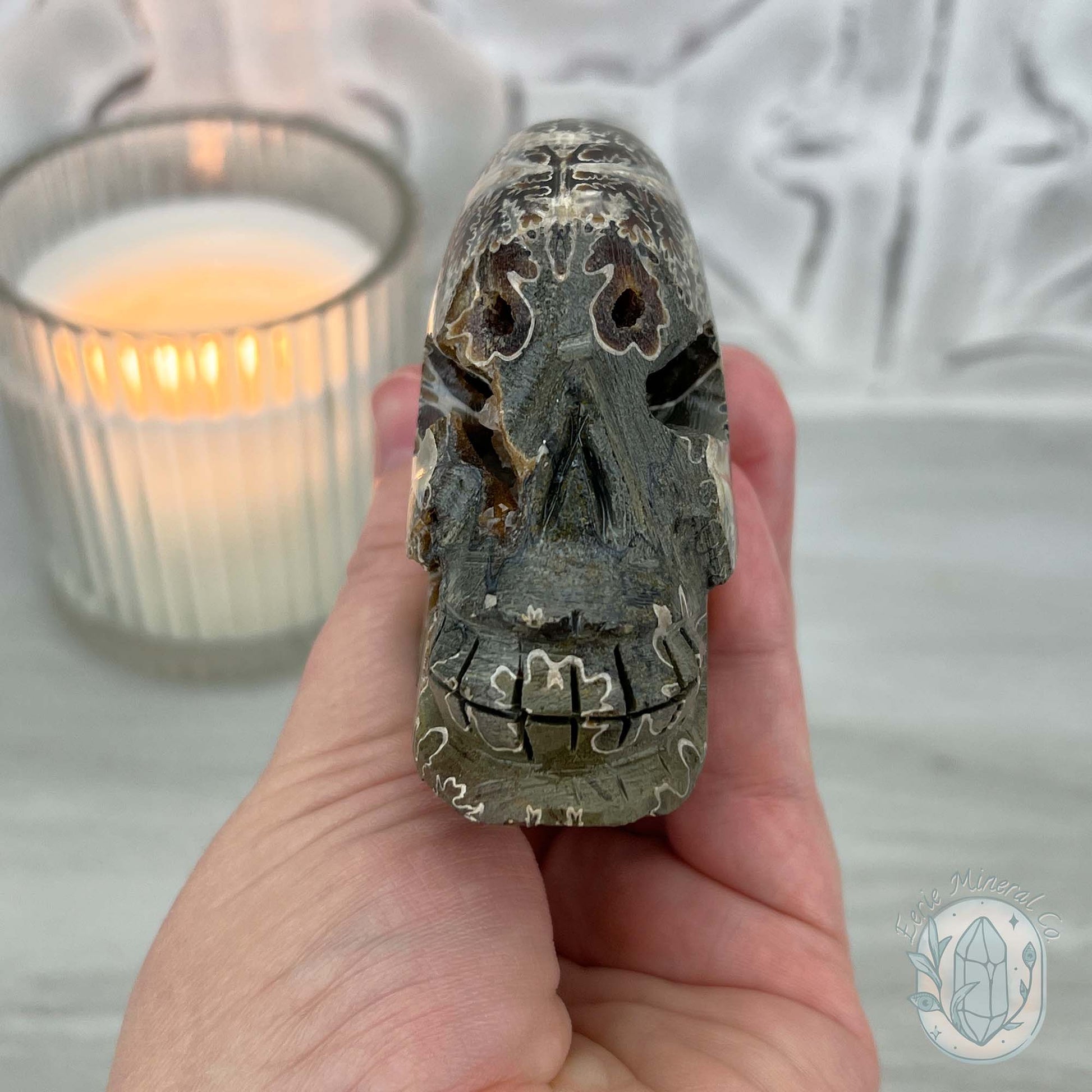 Polished Fossil Cleoniceras Ammonite Skull Carving Fossil