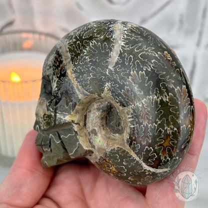 Polished Fossil Cleoniceras Ammonite Skull Carving Fossil