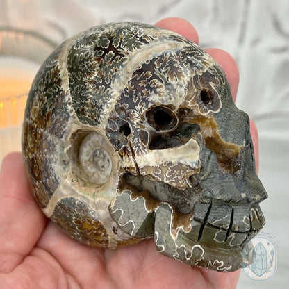 Polished Fossil Cleoniceras Ammonite Skull Carving Fossil