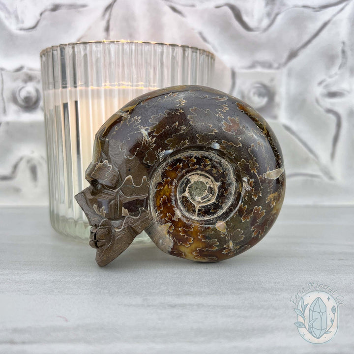 Polished Fossil Cleoniceras Ammonite Skull Carving Fossil