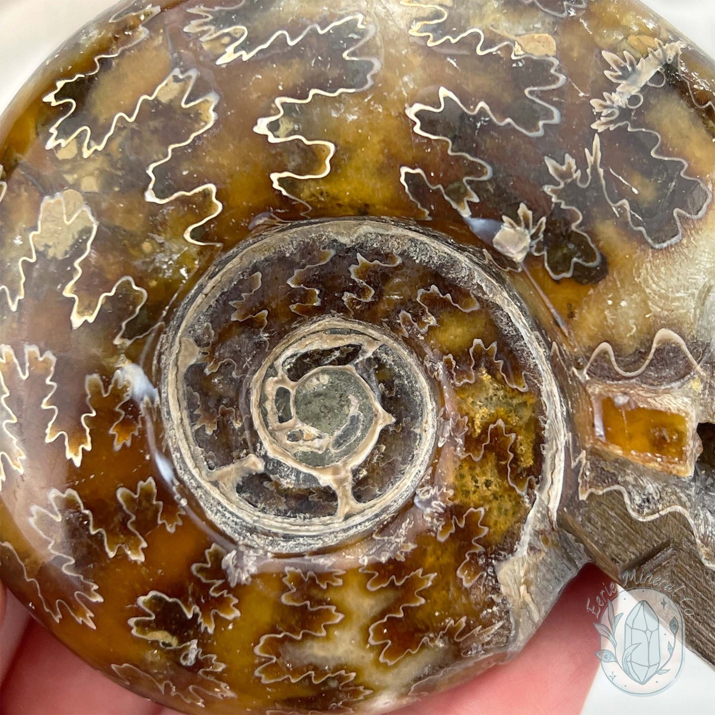 Polished Fossil Cleoniceras Ammonite Skull Carving Fossil