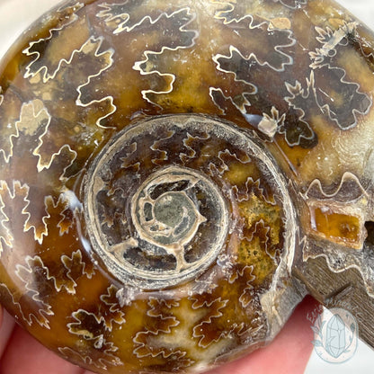 Polished Fossil Cleoniceras Ammonite Skull Carving Fossil