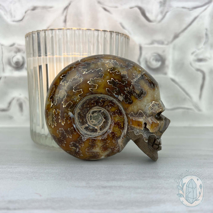 Polished Fossil Cleoniceras Ammonite Skull Carving Fossil