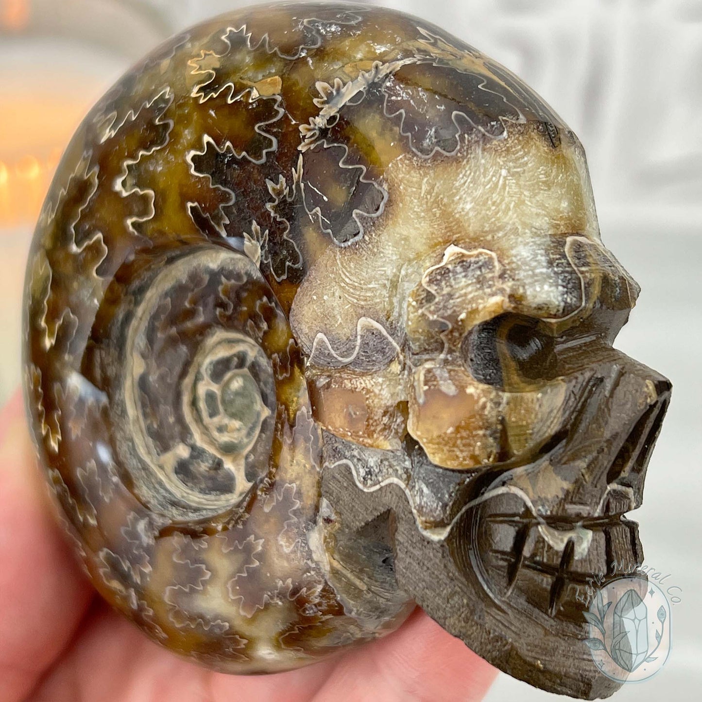 Polished Fossil Cleoniceras Ammonite Skull Carving Fossil