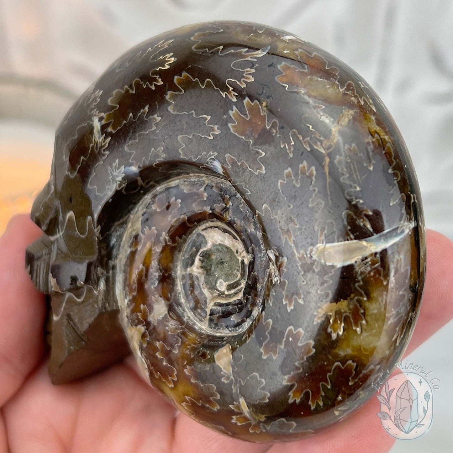Polished Fossil Cleoniceras Ammonite Skull Carving Fossil