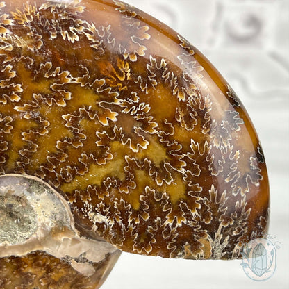 Cleoniceras Ammonite Fossil from Madagascar
