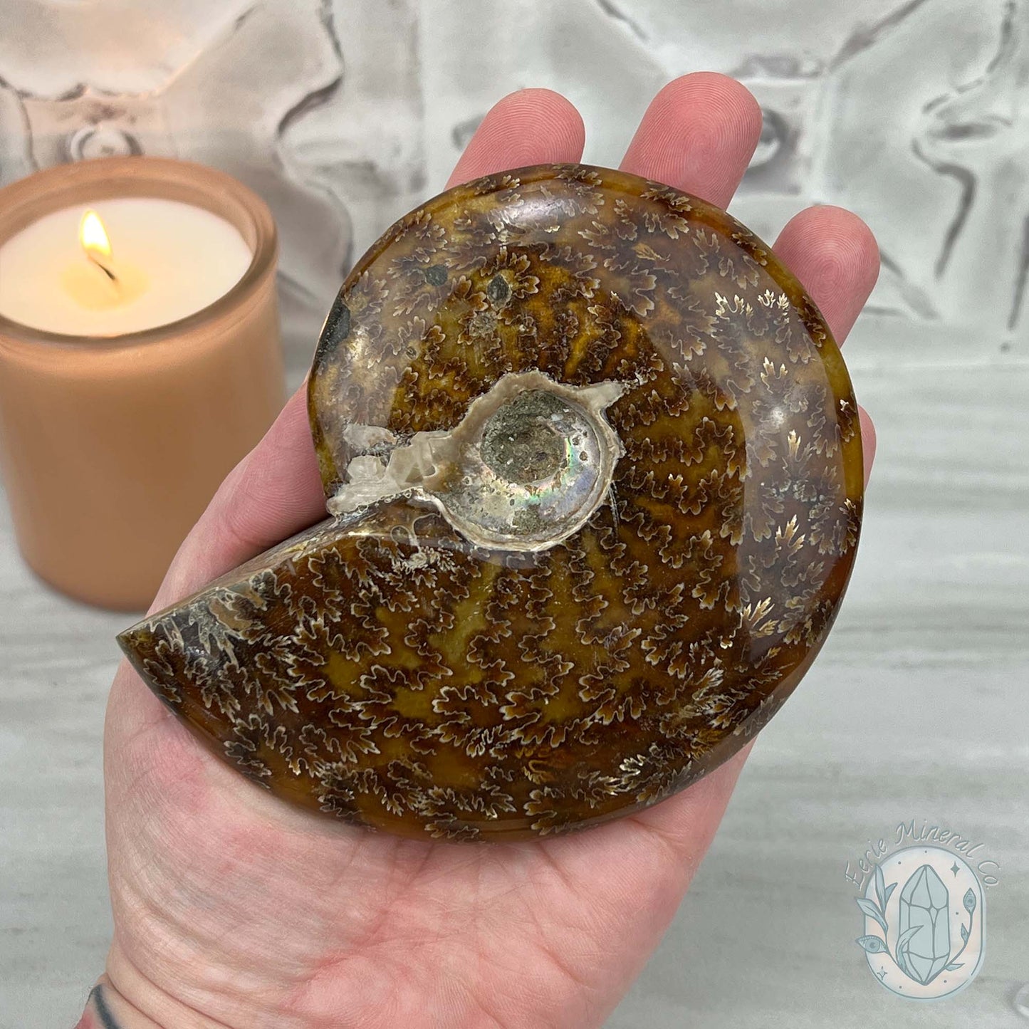 Cleoniceras Ammonite Fossil from Madagascar