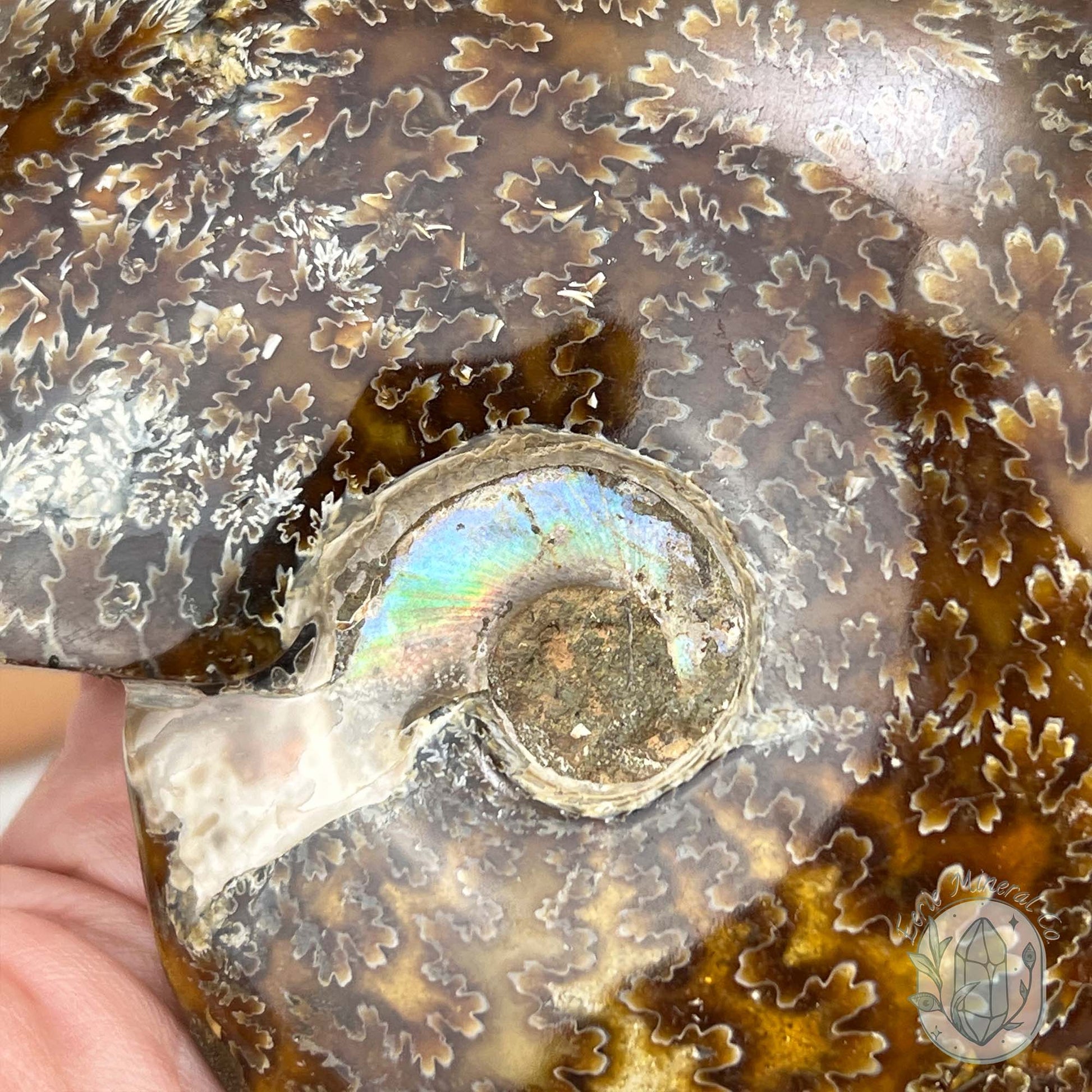 Cleoniceras Ammonite Fossil from Madagascar