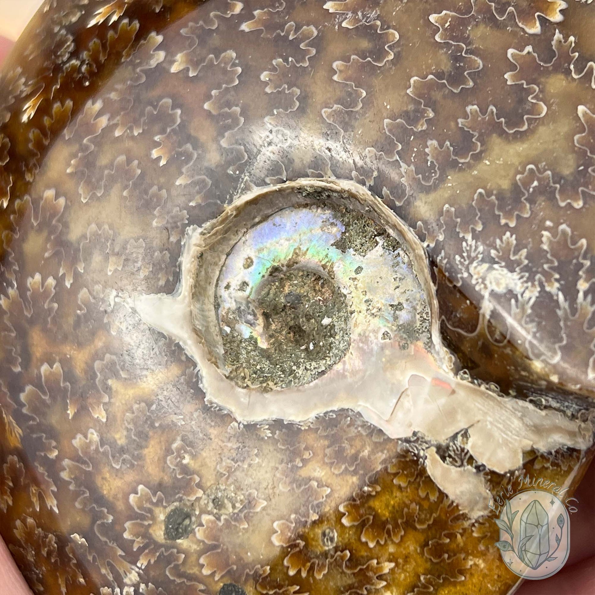Cleoniceras Ammonite Fossil from Madagascar