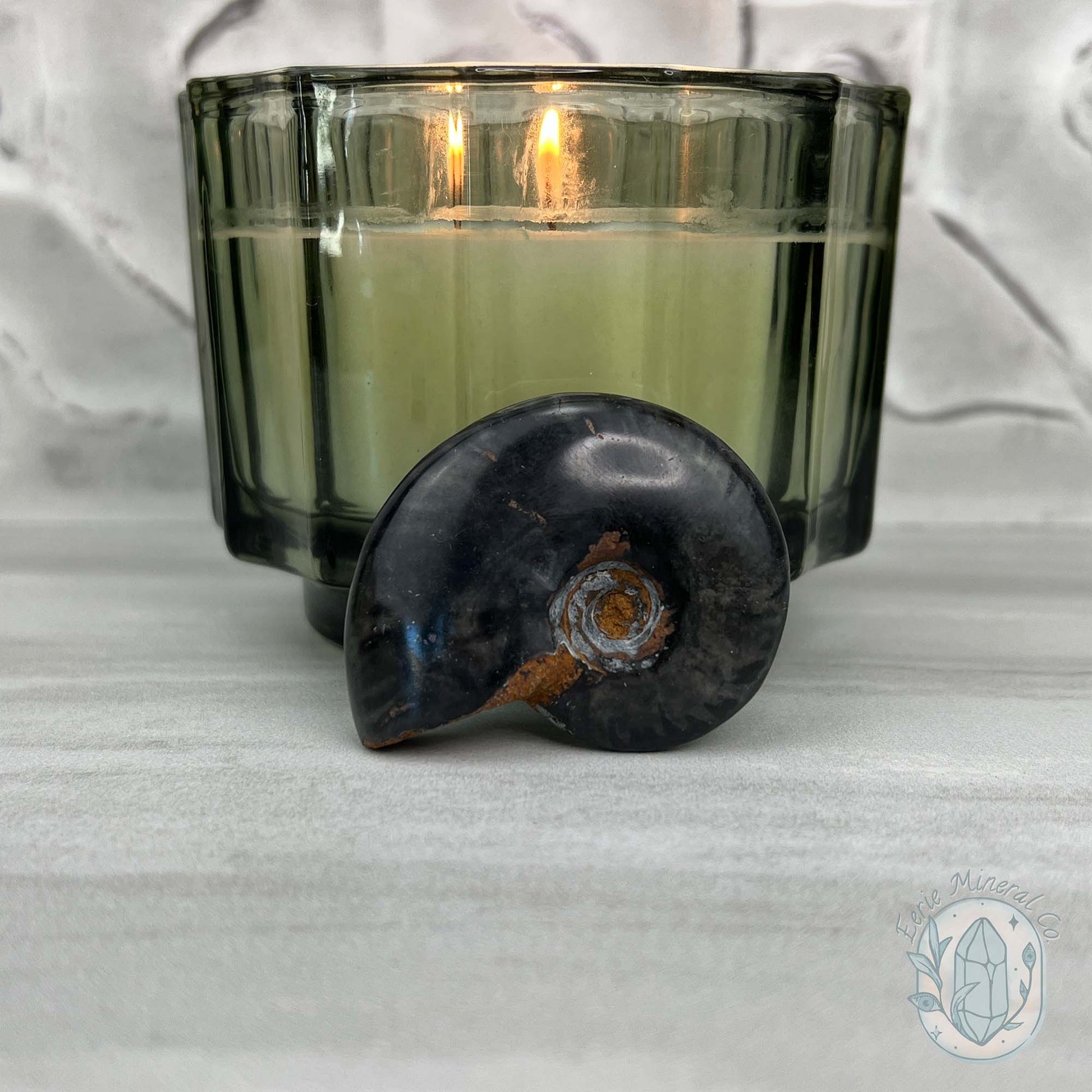 Rare Black Ammonite from Madagascar with Suspension Case