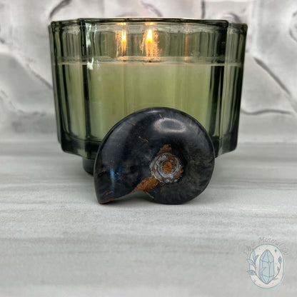Rare Black Ammonite from Madagascar with Suspension Case