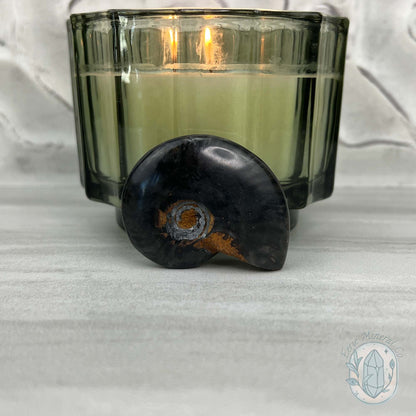 Rare Black Ammonite from Madagascar with Suspension Case