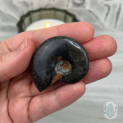 Rare Black Ammonite from Madagascar with Suspension Case