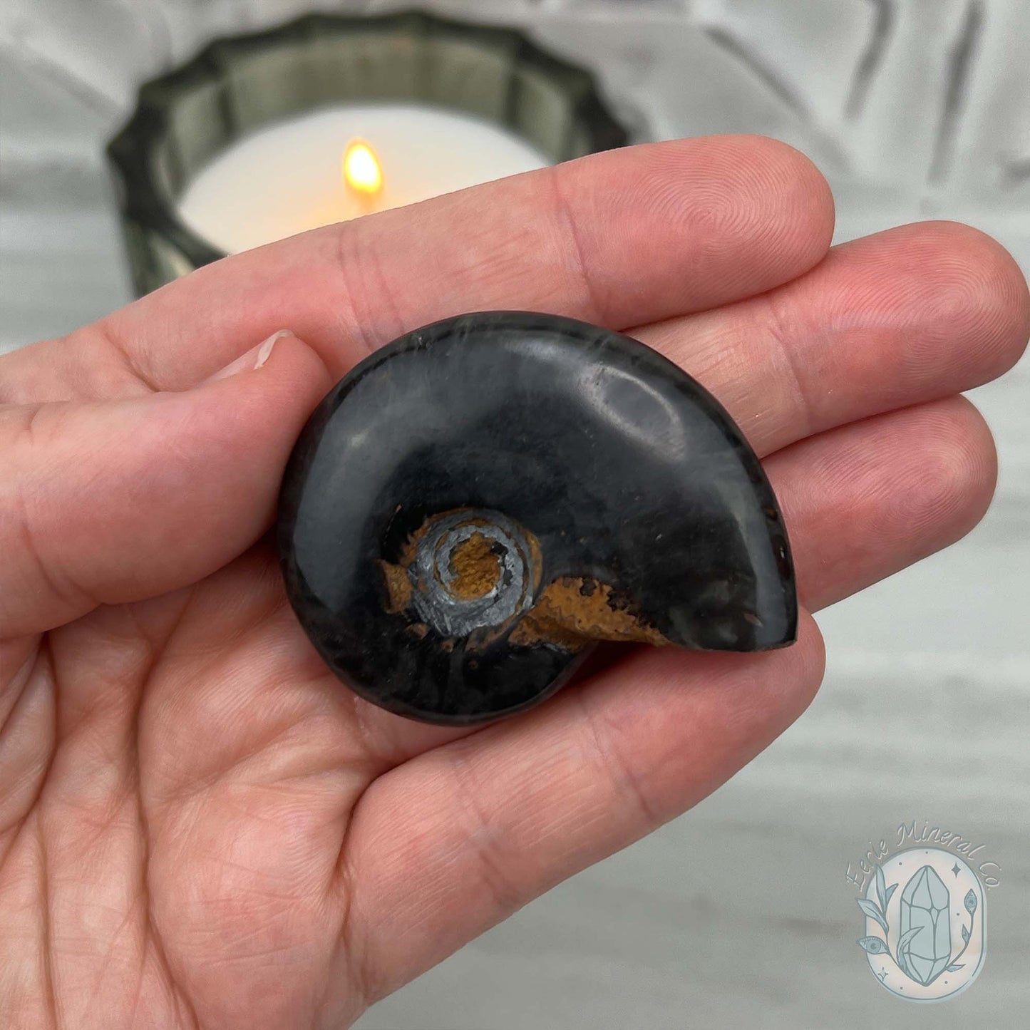 Rare Black Ammonite from Madagascar with Suspension Case