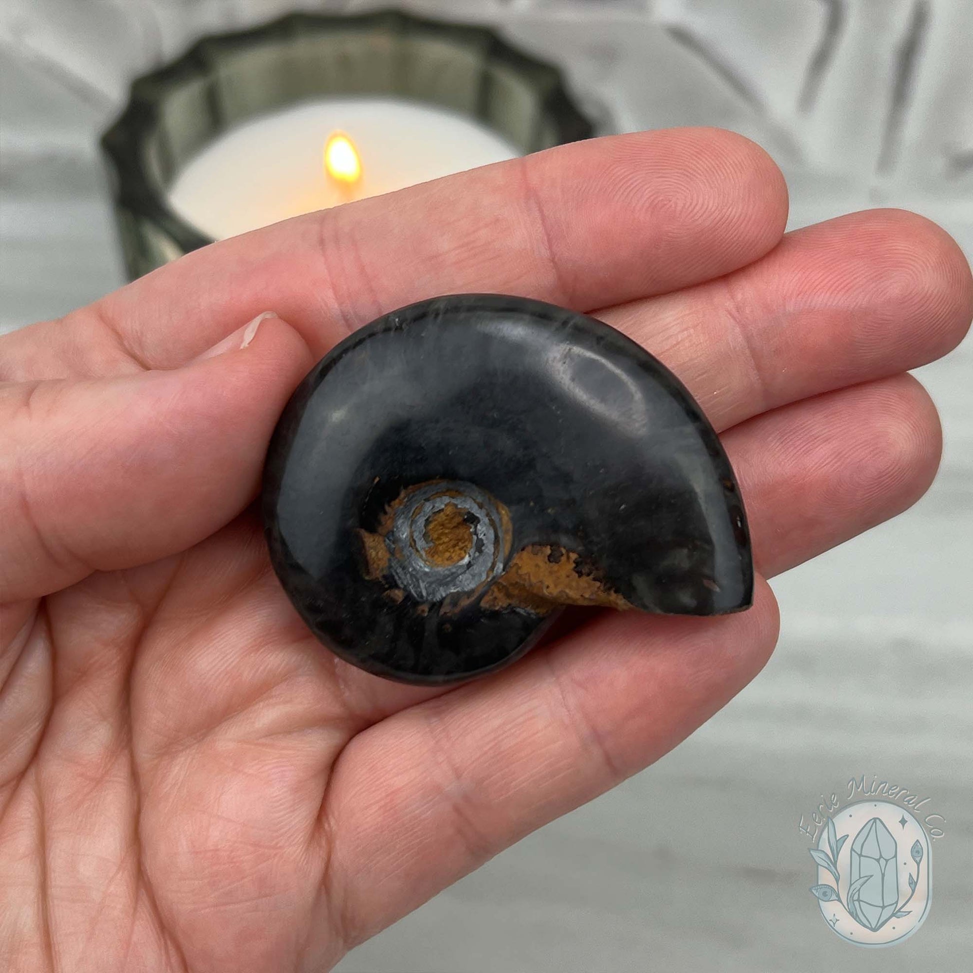 Rare Black Ammonite from Madagascar with Suspension Case