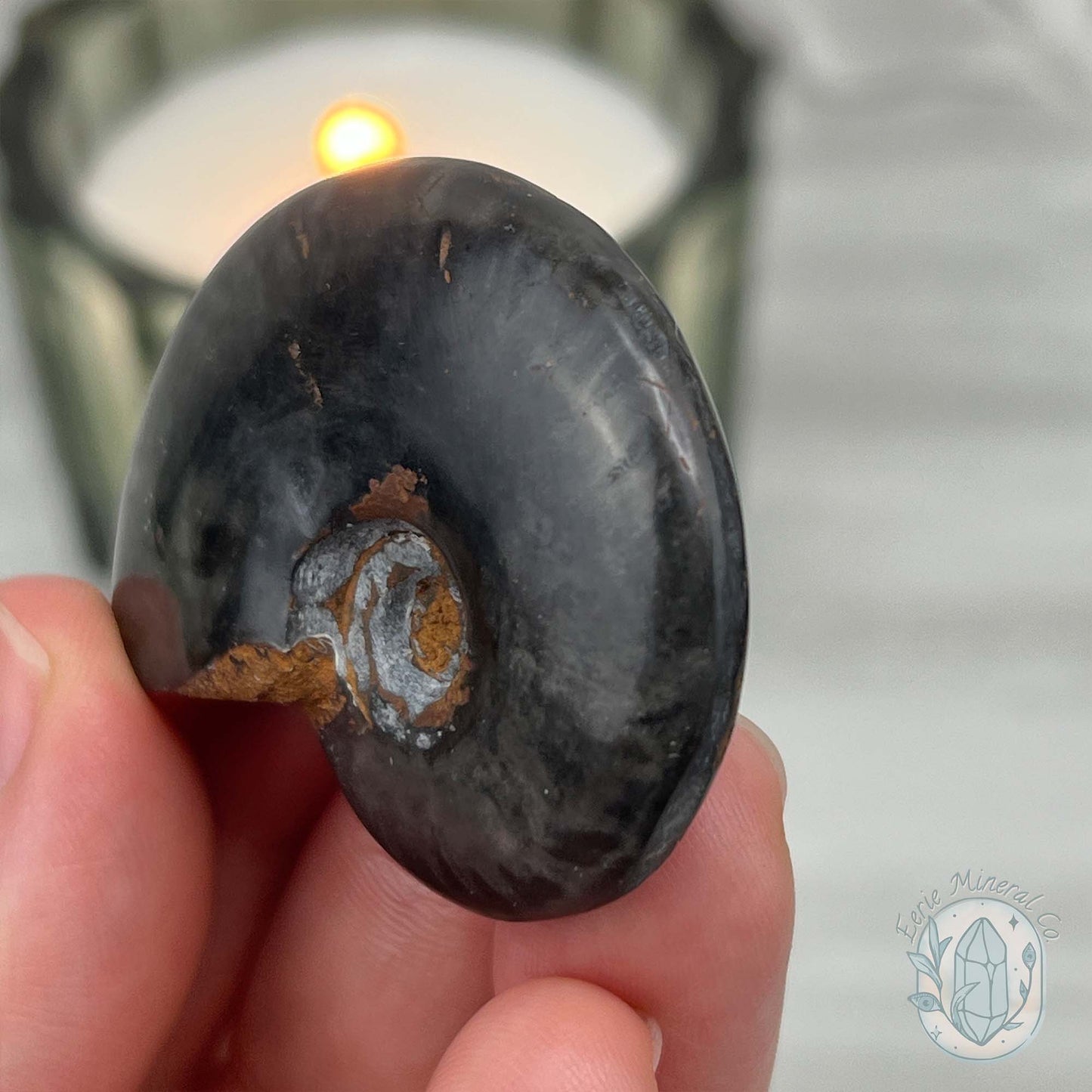 Rare Black Ammonite from Madagascar with Suspension Case