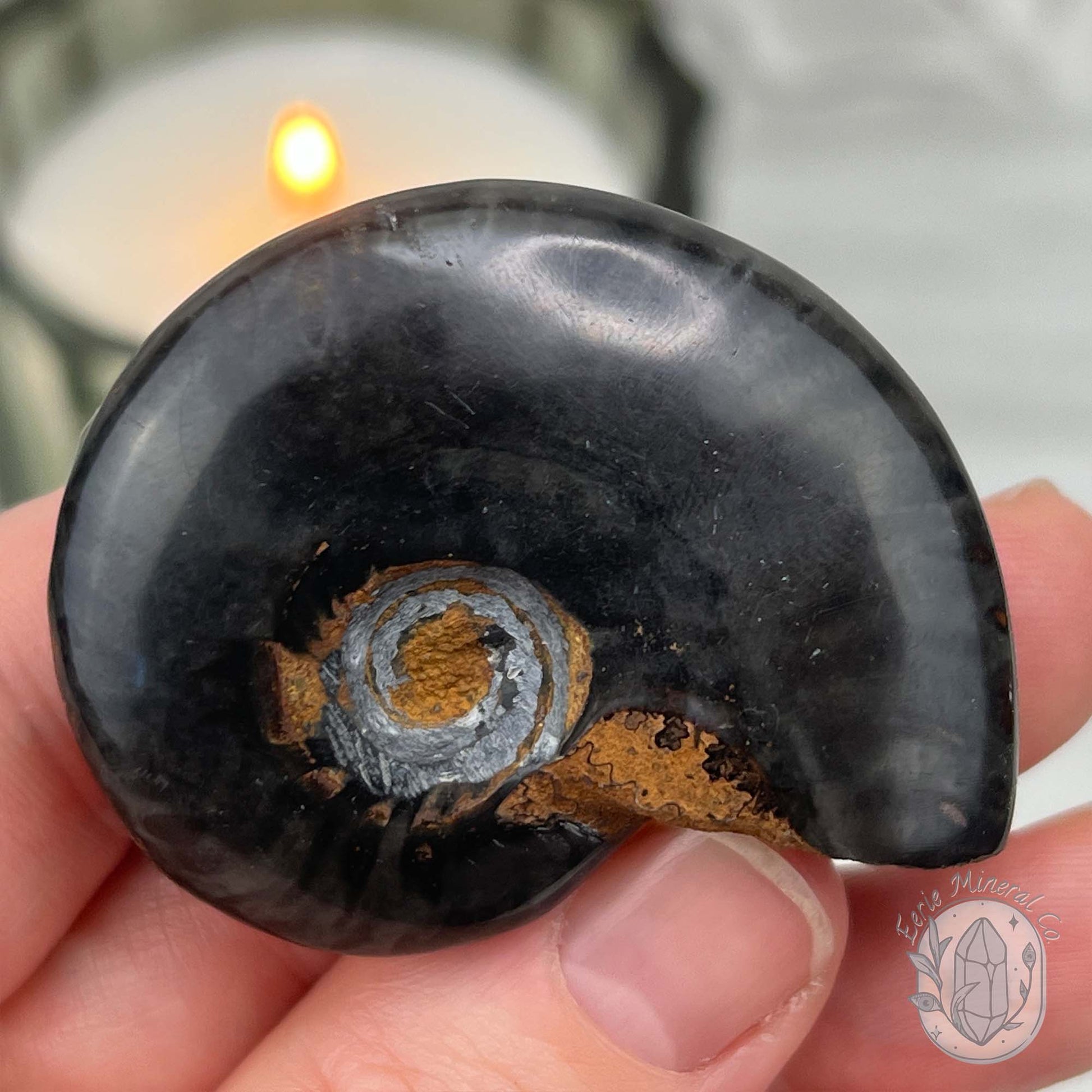 Rare Black Ammonite from Madagascar with Suspension Case