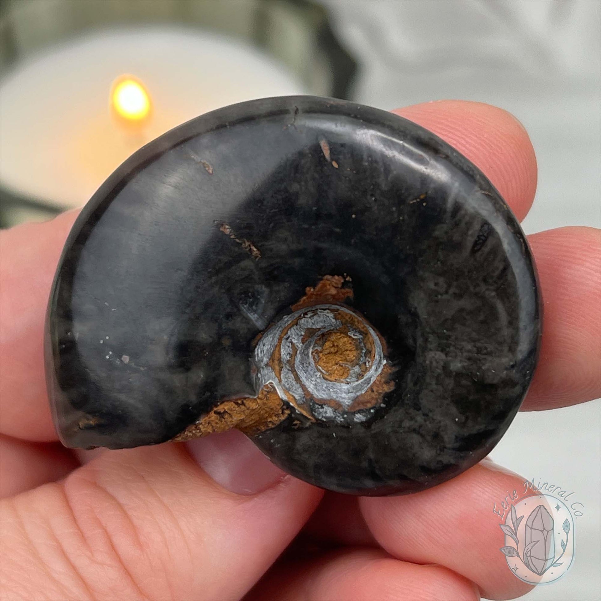 Rare Black Ammonite from Madagascar with Suspension Case