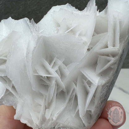UV Reactive Bladed, Paper Calcite Hedgehog Specimen