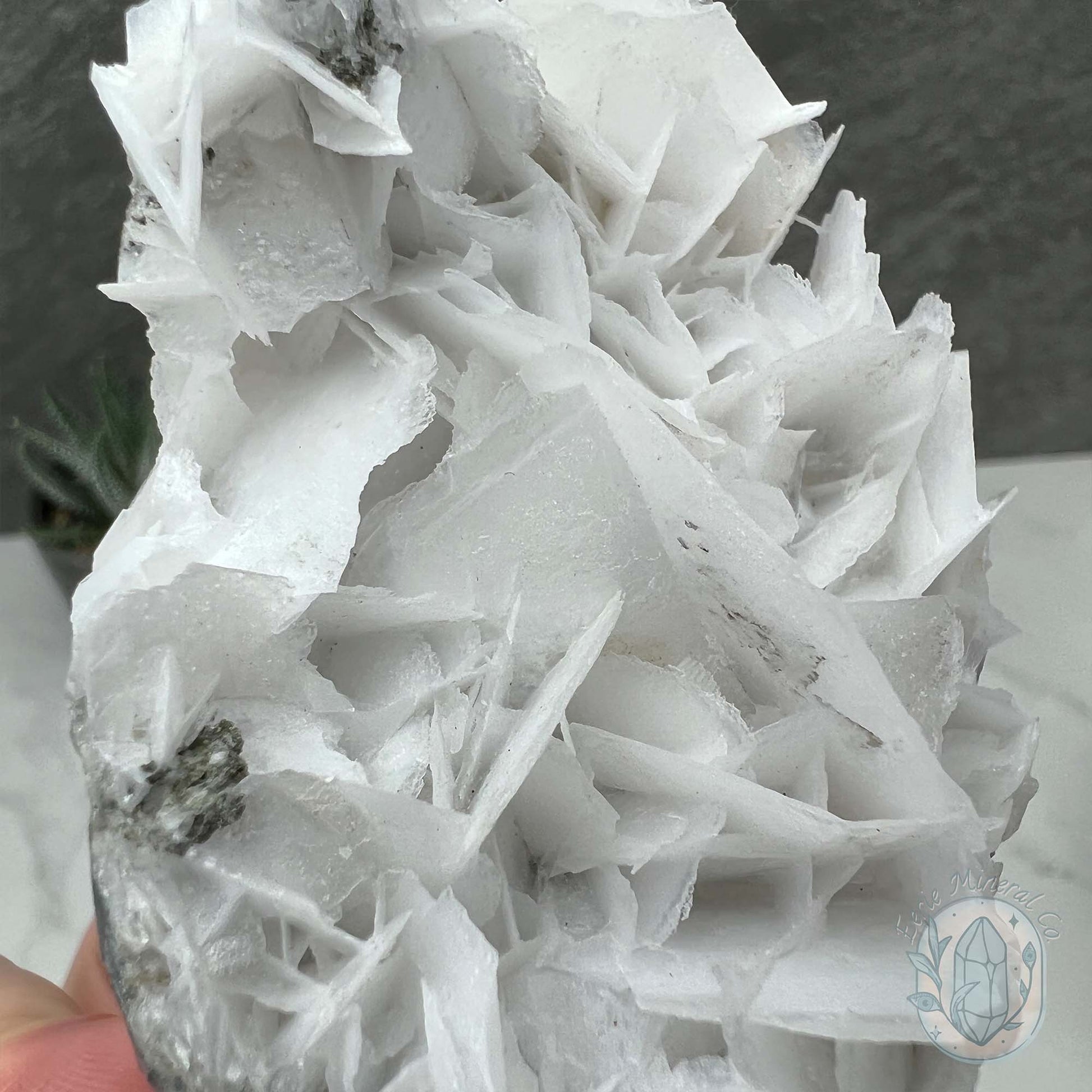 UV Reactive Bladed, Paper Calcite Hedgehog Specimen