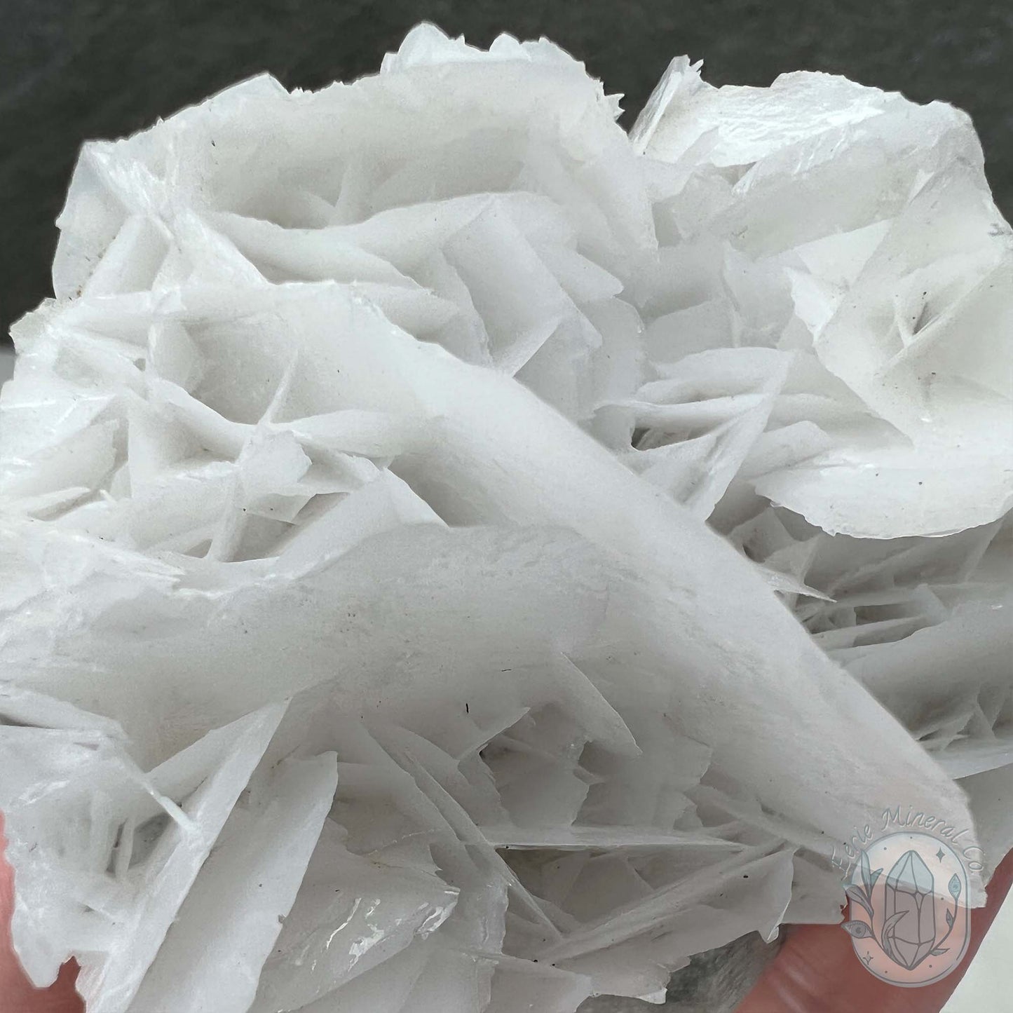 UV Reactive Bladed, Paper Calcite Hedgehog Specimen