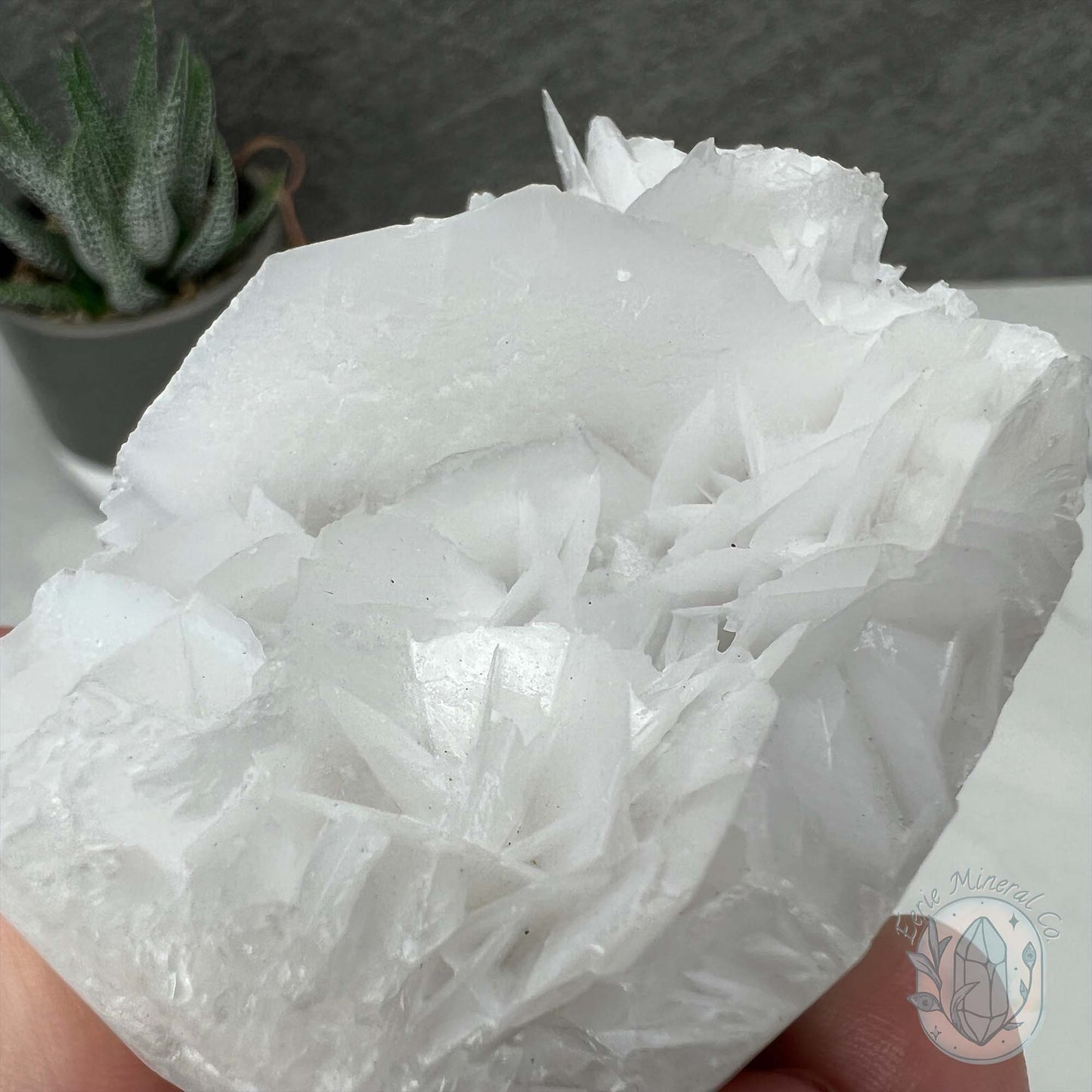 UV Reactive Bladed, Paper Calcite Hedgehog Specimen