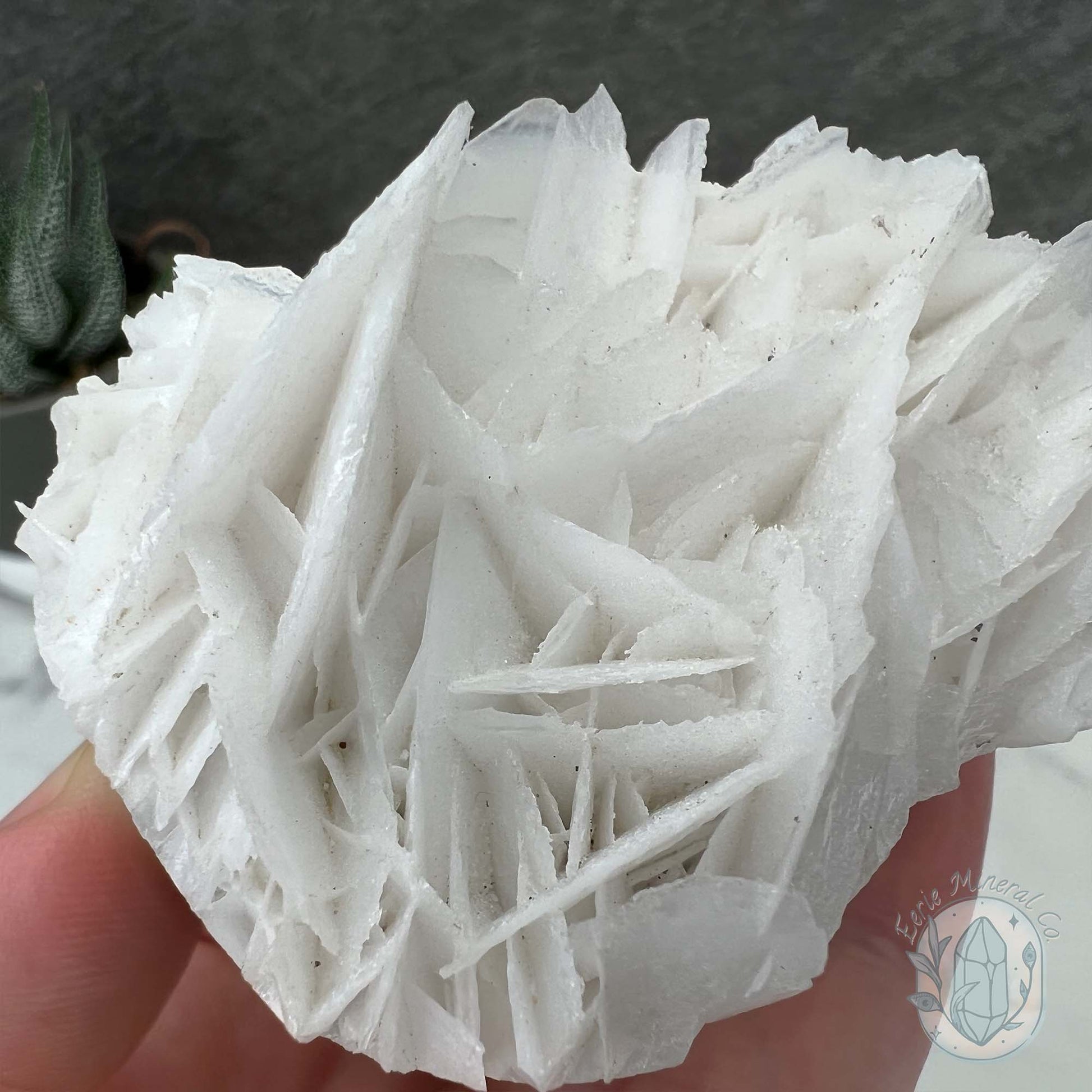 UV Reactive Bladed, Paper Calcite Hedgehog Specimen
