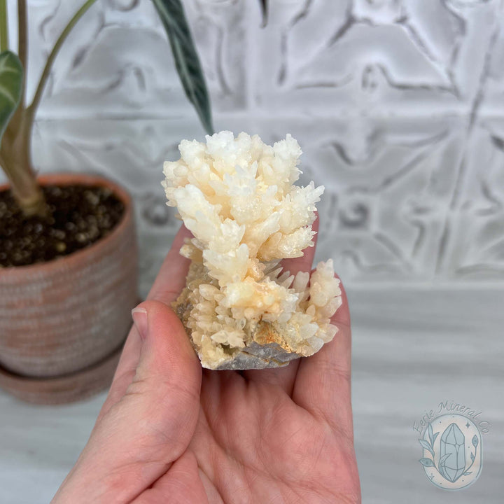 Natural Druzy Cave Calcite Stalactite Specimen