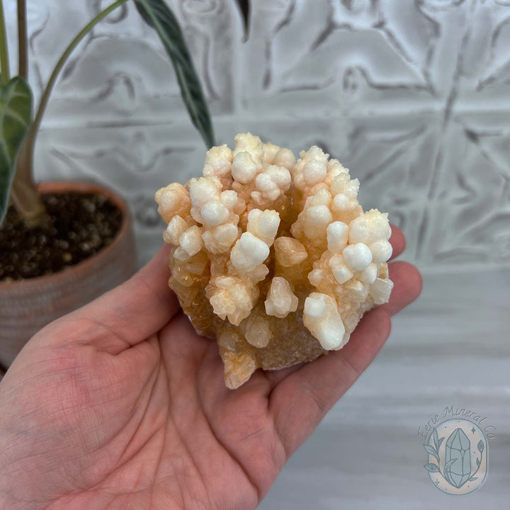 Natural Druzy Cave Calcite Stalactite Specimen