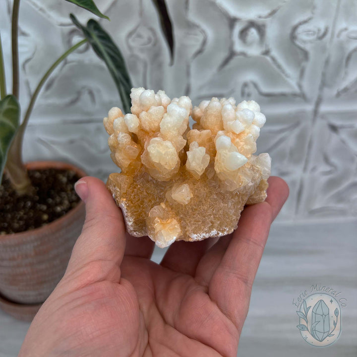 Natural Druzy Cave Calcite Stalactite Specimen