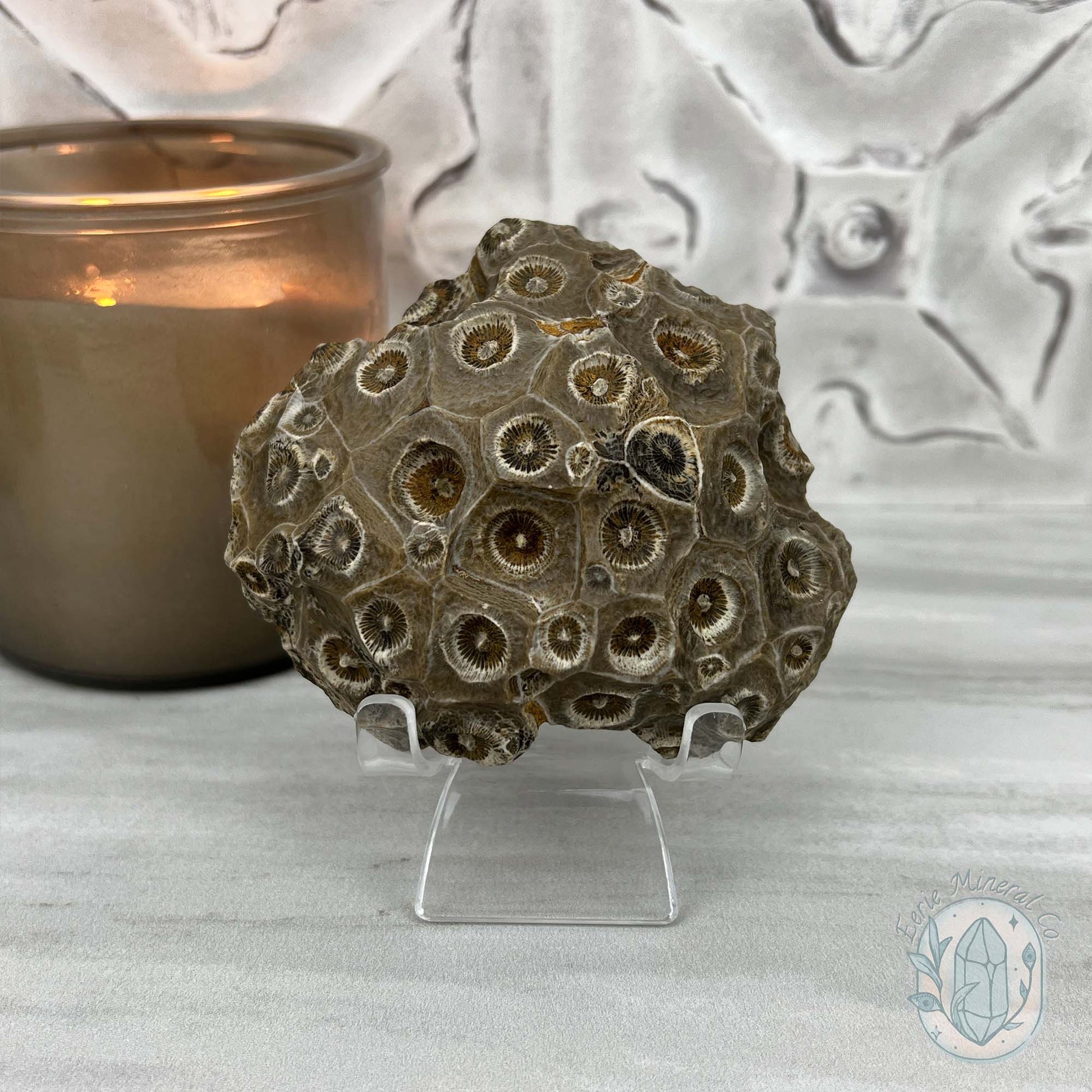 Coral Jade aka Fossilized Actinocyathus Coral Specimen