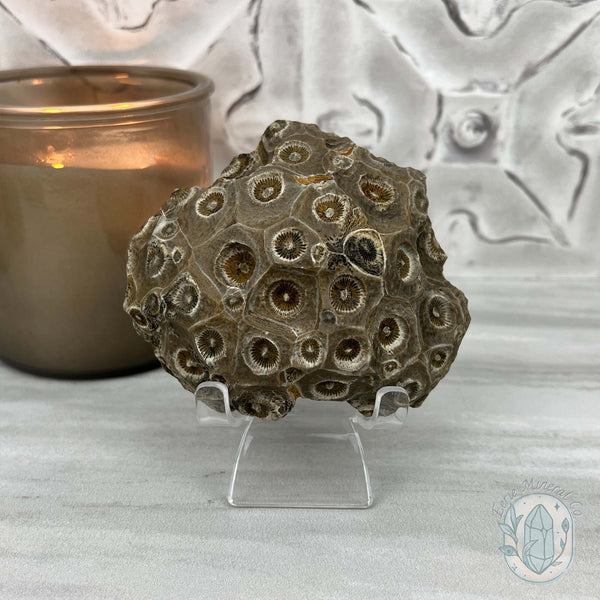 Coral Jade aka Fossilized Actinocyathus Coral Specimen