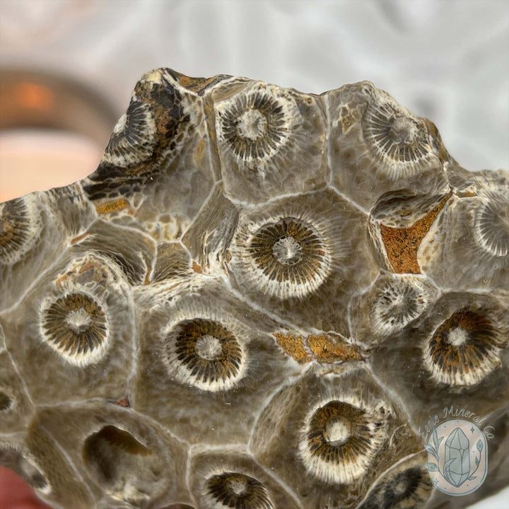 Coral Jade aka Fossilized Actinocyathus Coral Specimen