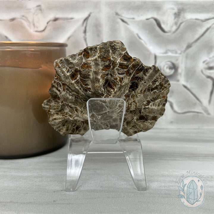 Coral Jade aka Fossilized Actinocyathus Coral Specimen