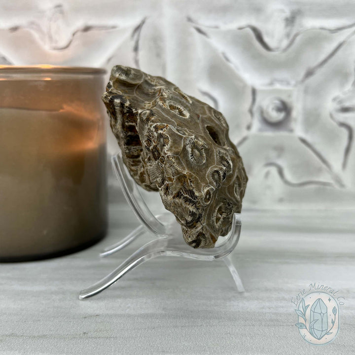 Coral Jade aka Fossilized Actinocyathus Coral Specimen