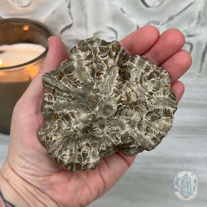 Coral Jade aka Fossilized Actinocyathus Coral Specimen