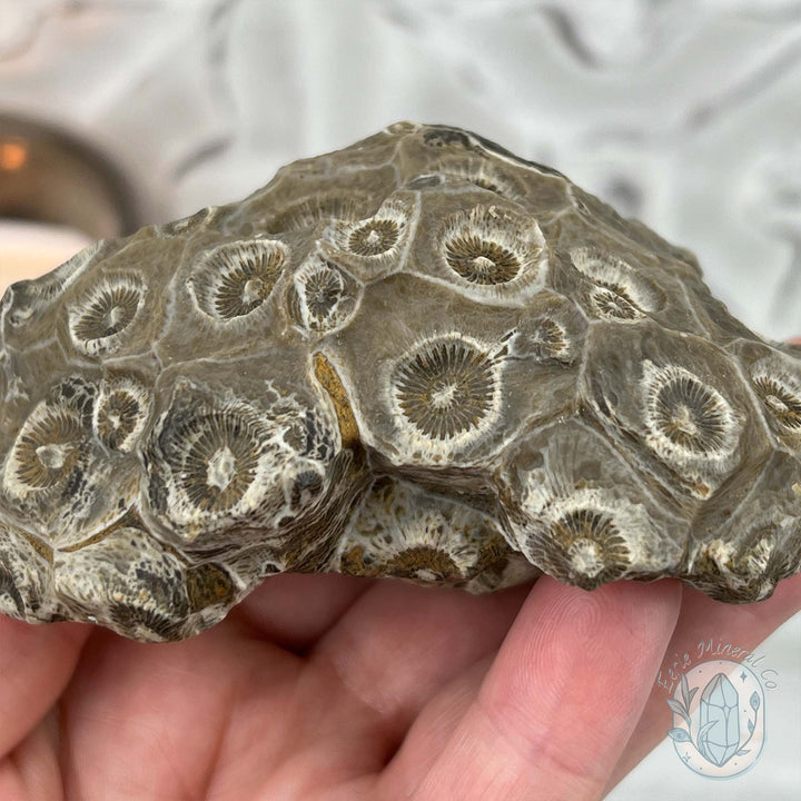 Coral Jade aka Fossilized Actinocyathus Coral Specimen