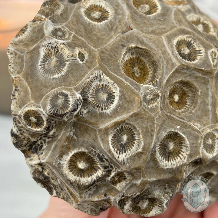Coral Jade aka Fossilized Actinocyathus Coral Specimen