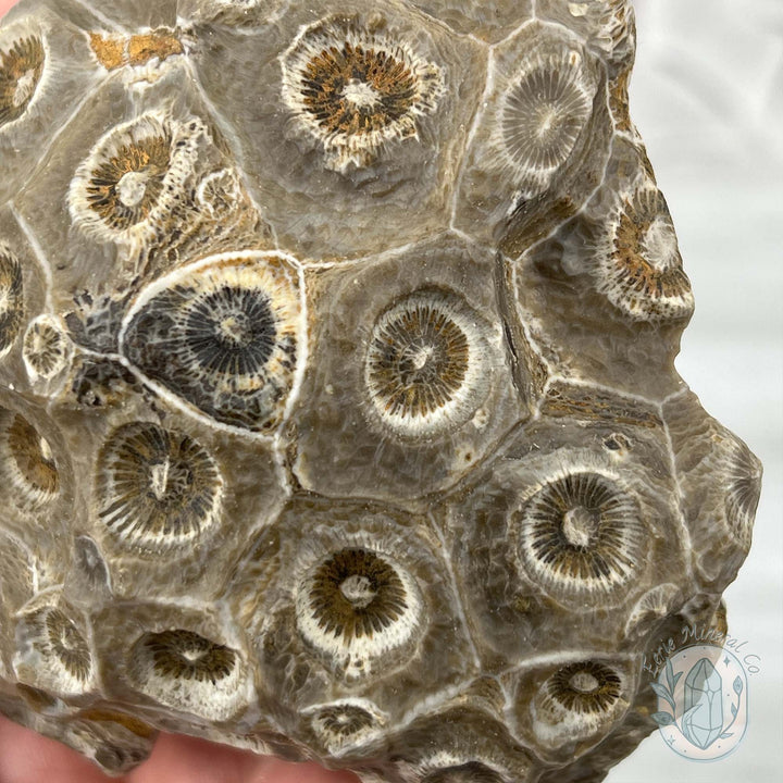 Coral Jade aka Fossilized Actinocyathus Coral Specimen