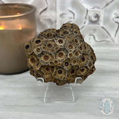 Coral Jade aka Fossilized Actinocyathus Coral Specimen