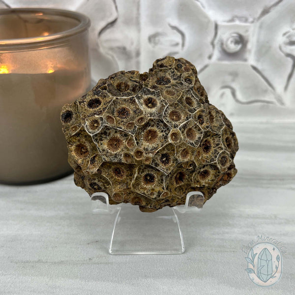 Coral Jade aka Fossilized Actinocyathus Coral Specimen