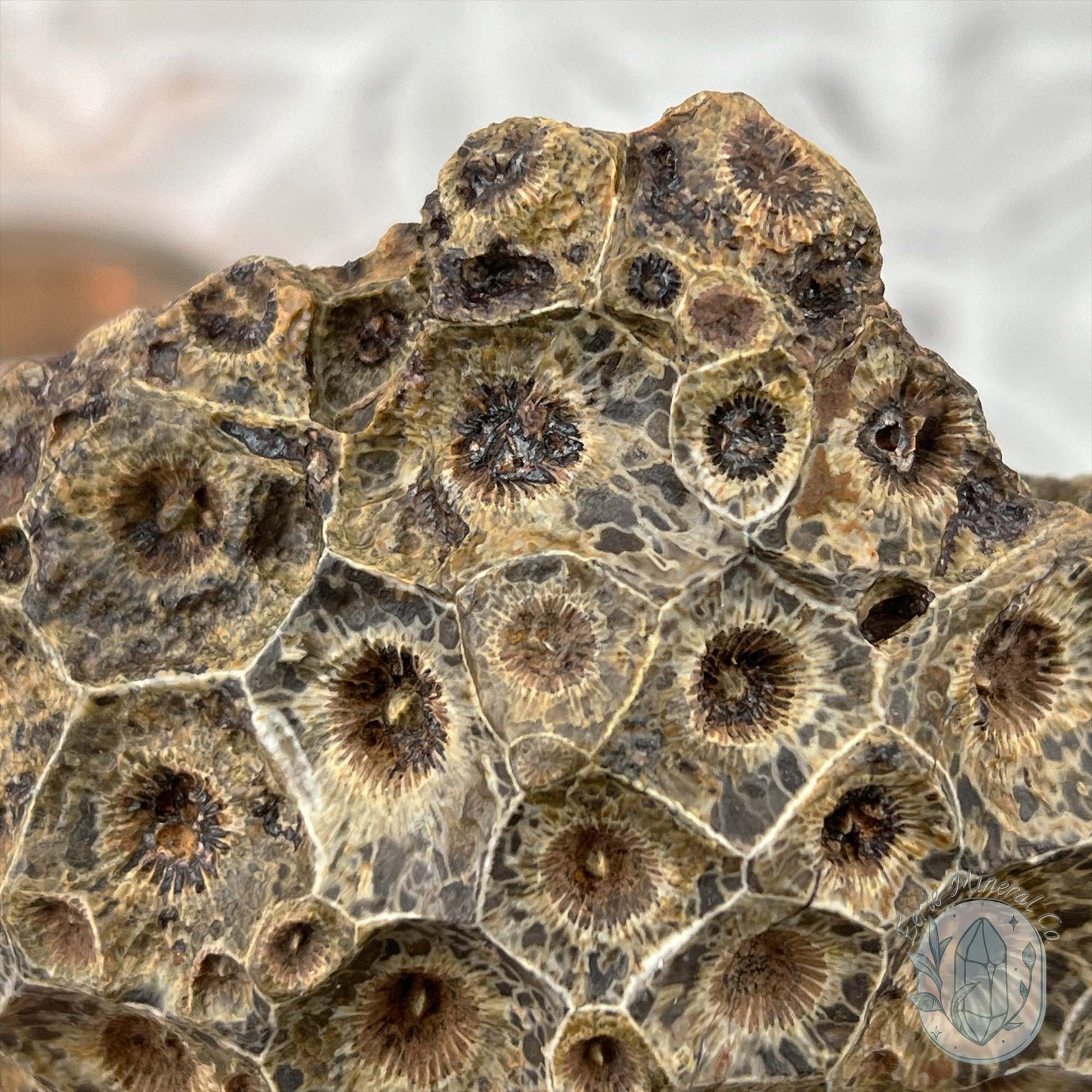 Coral Jade aka Fossilized Actinocyathus Coral Specimen