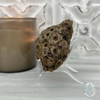 Coral Jade aka Fossilized Actinocyathus Coral Specimen