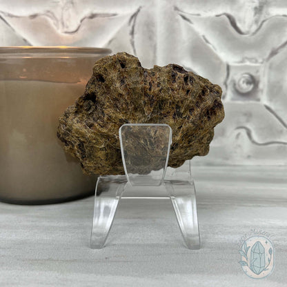 Coral Jade aka Fossilized Actinocyathus Coral Specimen