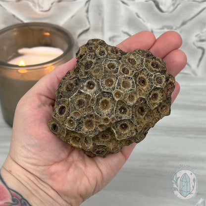 Coral Jade aka Fossilized Actinocyathus Coral Specimen