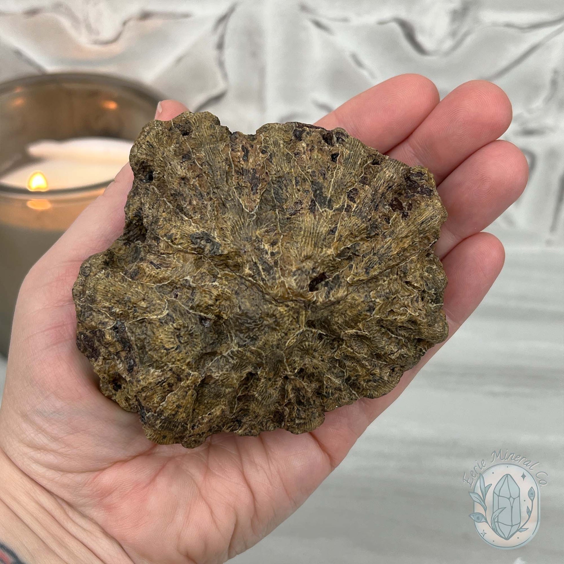 Coral Jade aka Fossilized Actinocyathus Coral Specimen