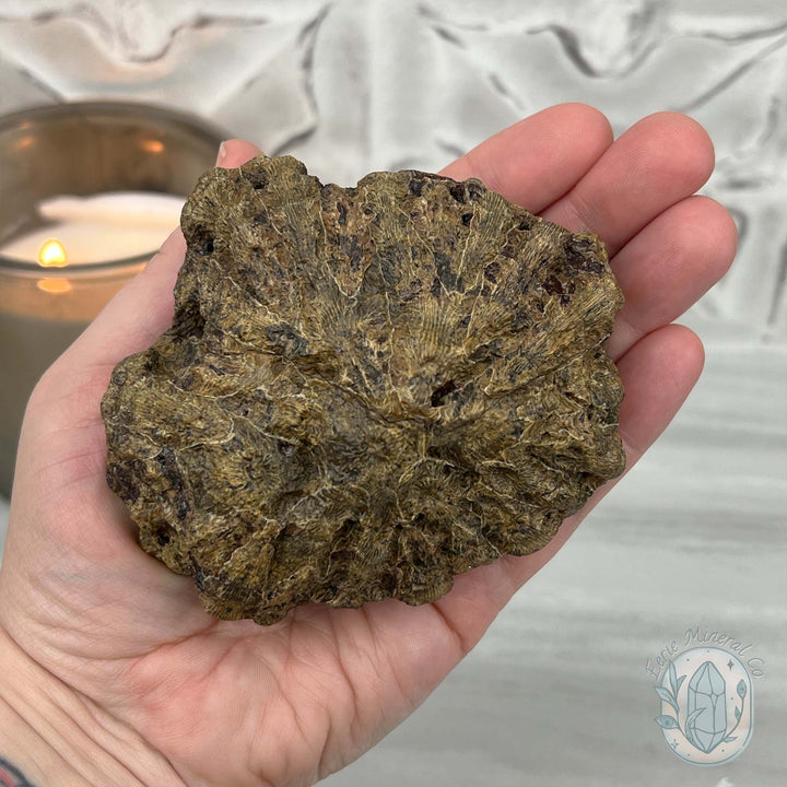 Coral Jade aka Fossilized Actinocyathus Coral Specimen