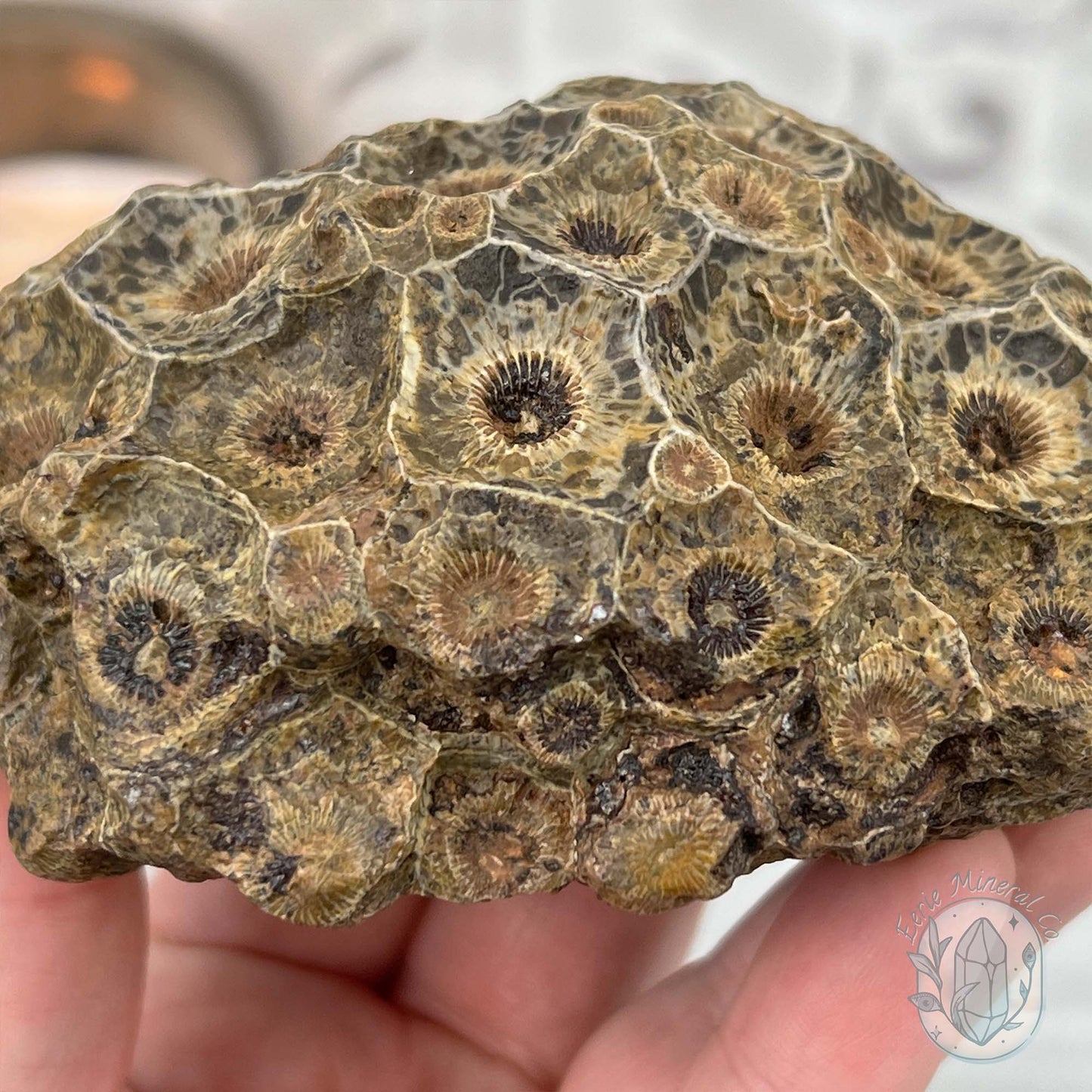 Coral Jade aka Fossilized Actinocyathus Coral Specimen