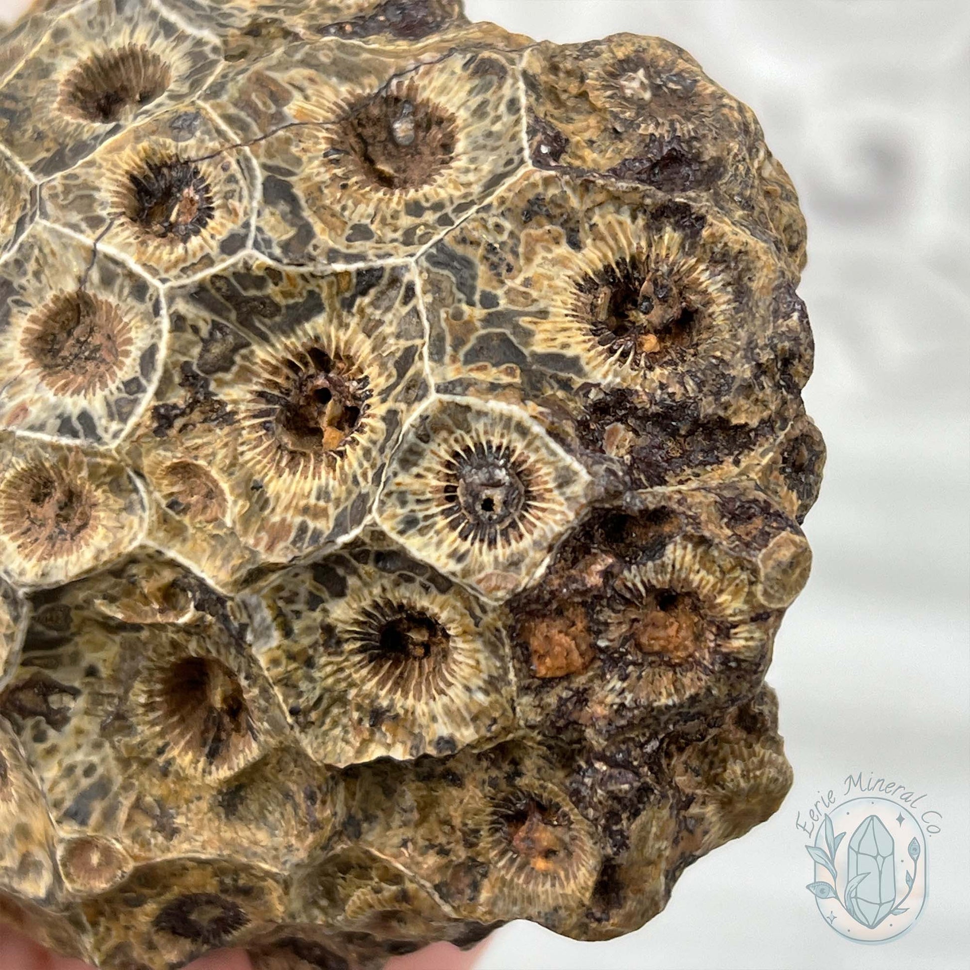 Coral Jade aka Fossilized Actinocyathus Coral Specimen